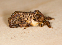 Phobetron pithecium