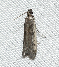 Phycitodes mucidella