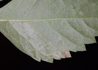 Phyllocnistis ampelopsiella