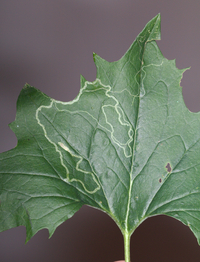 Phyllocnistis insignis