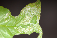 Phyllocnistis liriodendronella