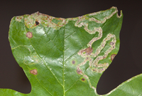 Phyllocnistis liriodendronella