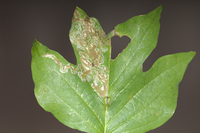 Phyllocnistis liriodendronella