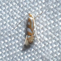 Phyllonorycter unidentified species