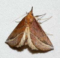 Phyprosopus callitrichoides