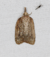 Platynota idaeusalis