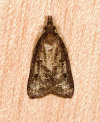 Platynota idaeusalis