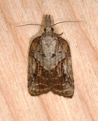 Platynota idaeusalis