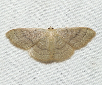 Pleuroprucha insulsaria