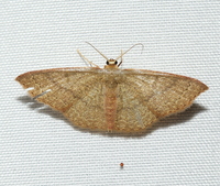Pleuroprucha insulsaria