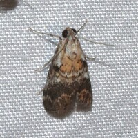 Pococera baptisiella