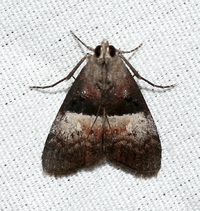 Pococera robustella
