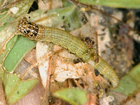 Pococera scortealis