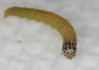 Pococera scortealis
