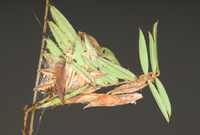 Pococera scortealis