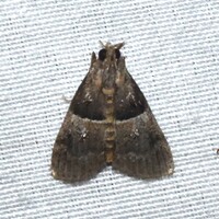 Pococera scortealis