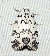 Polygrammate hebraeicum