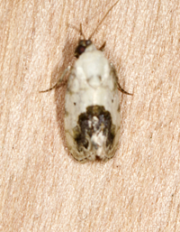 Ponometia erastrioides