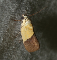 Ponometia semiflava