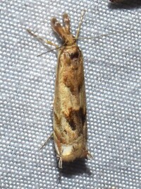 Prionapteryx achatina