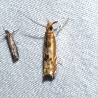 Prionapteryx achatina