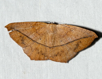 Prochoerodes lineola