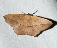 Prochoerodes lineola