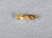 Promalactis suzukiella