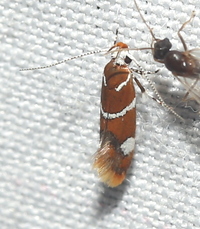Promalactis suzukiella
