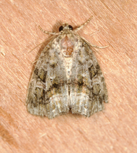 Protodeltote muscosula