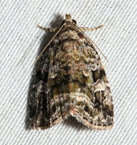 Protodeltote muscosula
