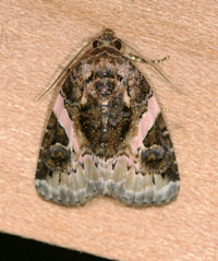 Pseudeustrotia carneola