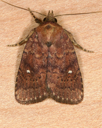 Pseudorthodes vecors
