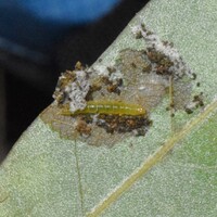 Pseudotelphusa unidentified species