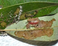 Pseudotelphusa unidentified species