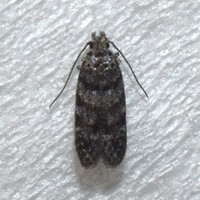 Pseudotelphusa unidentified species