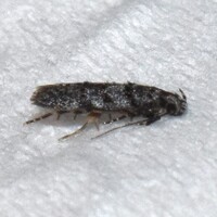 Pseudotelphusa unidentified species