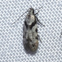 Pseudotelphusa palliderosacella