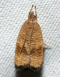 Psilocorsis cryptolechiella