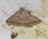 Ptichodis herbarum