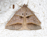 Ptichodis herbarum