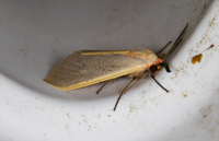 Pygarctia abdominalis