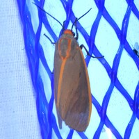 Pygarctia abdominalis
