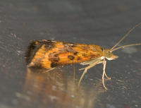Pyrausta subsequalis