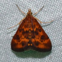 Pyrausta subsequalis