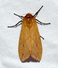 Pyrrharctia isabella