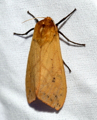 Pyrrharctia isabella