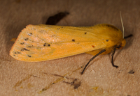 Pyrrharctia isabella