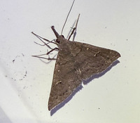 Renia adspergillus