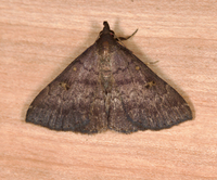 Renia factiosalis